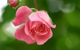 Rosa rosa flores, pétalos, brotes