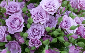 rosas púrpuras, flores, brotes