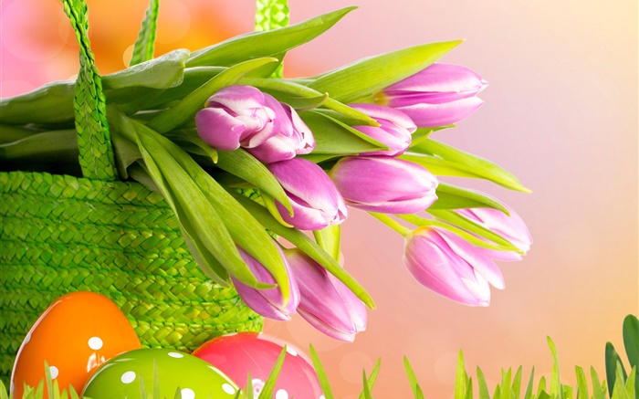 tulipanes de color púrpura, flores, cesta, Pascua, primavera Fondos de pantalla, imagen