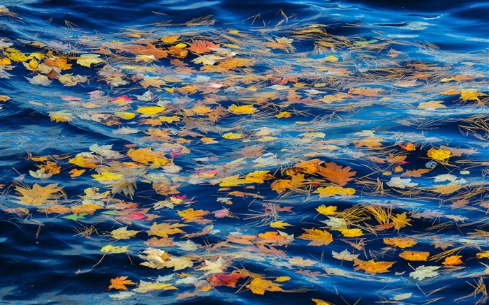 Río, agua, hojas amarillas, otoño Fondos de pantalla, imagen