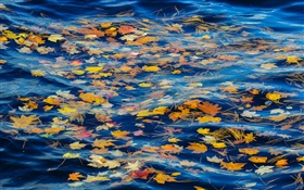 Río, agua, hojas amarillas, otoño