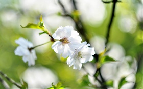 Primavera, flores de color blanco, cereza, fondo borroso