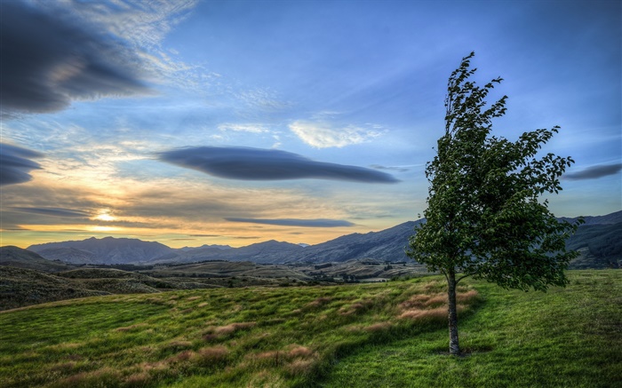 Puesta del sol, nubes, campo, árbol, viento Fondos de pantalla, imagen
