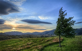 Puesta del sol, nubes, campo, árbol, viento HD fondos de pantalla