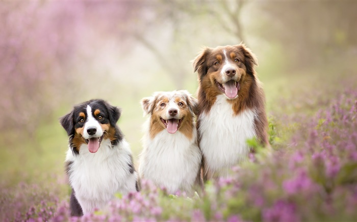 Tres perros, flores Fondos de pantalla, imagen