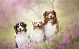 Tres perros, flores HD fondos de pantalla