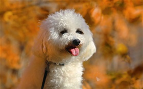 caniche blanco, perro lindo HD fondos de pantalla