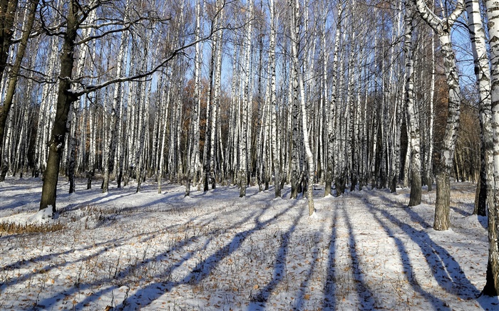 Invierno, abedul, árboles, nieve Fondos de pantalla, imagen