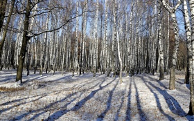 Invierno, abedul, árboles, nieve