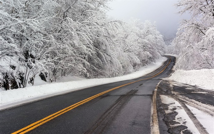 Invierno, nieve, camino, árboles, blanco Fondos de pantalla, imagen