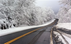 Invierno, nieve, camino, árboles, blanco