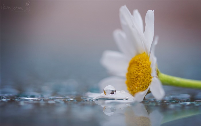 Una flor de manzanilla blanco, rocío, gotas de agua Fondos de pantalla, imagen