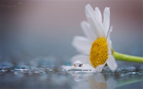 Una flor de manzanilla blanco, rocío, gotas de agua