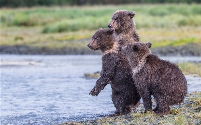 Alaska, parque nacional de Katmai, tres osos, cachorros, lago Fondos de pantalla, imagen