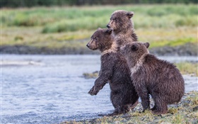 Alaska, parque nacional de Katmai, tres osos, cachorros, lago