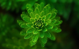 plantas de algas primer plano, hierba, verde, bokeh HD fondos de pantalla