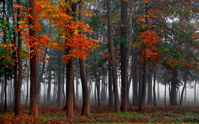 Otoño, bosque, árboles, niebla, por la mañana Fondos de pantalla, imagen