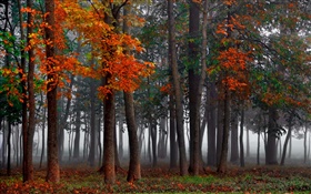 Otoño, bosque, árboles, niebla, por la mañana HD fondos de pantalla