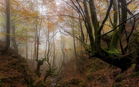 País Vasco, España, árboles, niebla, otoño, mañana
