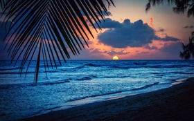 Playa, noche, puesta del sol, nubes, hojas, el mar Caribe HD fondos de pantalla