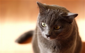 gato negro, casa, cara HD fondos de pantalla