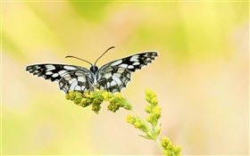 mariposa en blanco y negro, flor amarilla HD fondos de pantalla