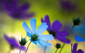 flores azules y púrpuras, el verano, el desenfoque