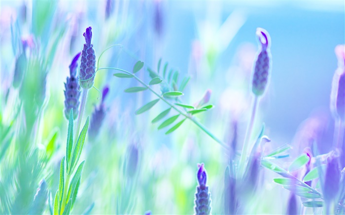flores de color azul, violeta, verano, fondo borroso Fondos de pantalla, imagen
