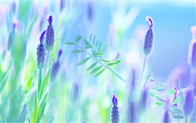 flores de color azul, violeta, verano, fondo borroso HD fondos de pantalla