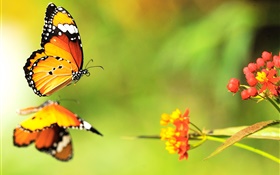 Mariposa, flores rojas HD fondos de pantalla