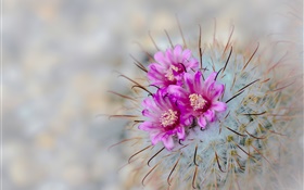 cactus en flor, flores de color rosa, agujas