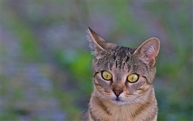 Primer del gato, ojos amarillos, fondo verde