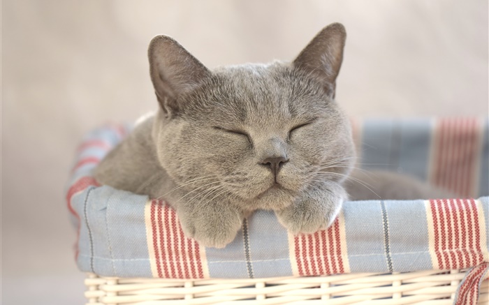 el dormir del gato, hogar Fondos de pantalla, imagen
