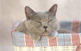 el dormir del gato, hogar HD fondos de pantalla
