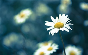 flor de manzanilla, fondo borroso HD fondos de pantalla