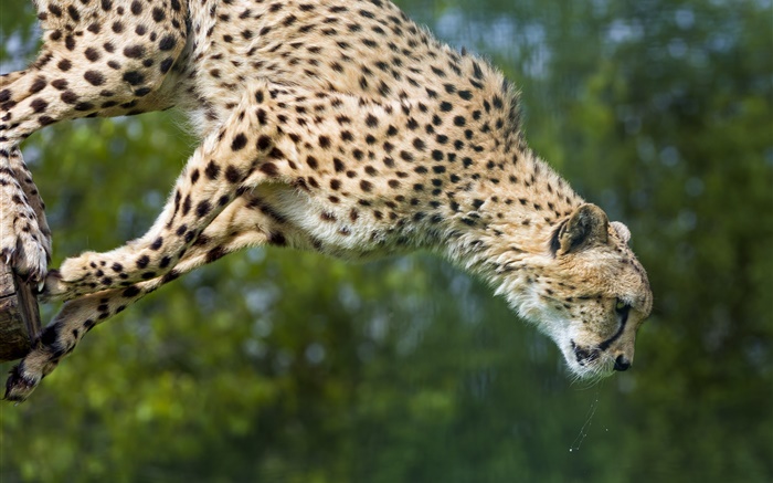 guepardo salto, gato grande Fondos de pantalla, imagen
