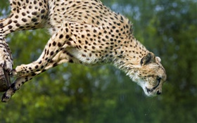 guepardo salto, gato grande