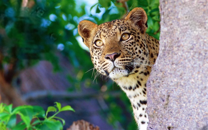 La curiosidad de leopardo, cara, ojos, piedra Fondos de pantalla, imagen