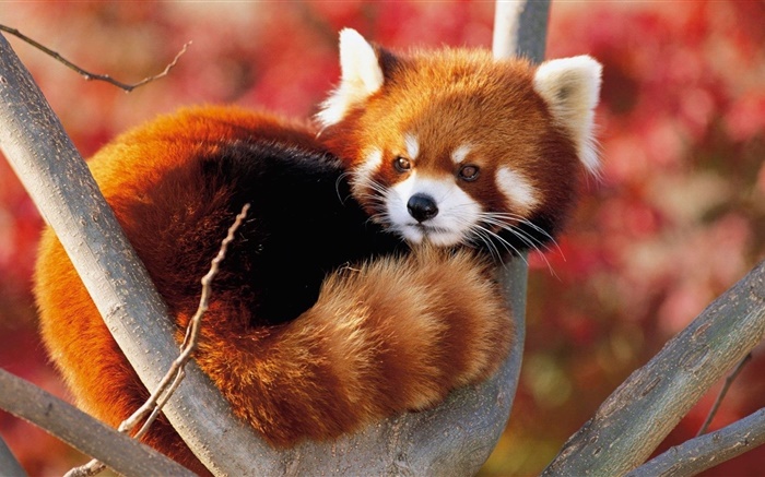 animal lindo en el árbol, panda roja Fondos de pantalla, imagen