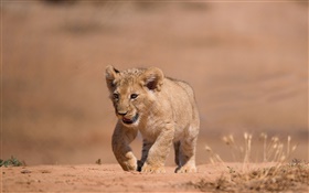 pequeño cachorro de león lindo, paseo, planta HD fondos de pantalla