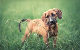 Perro en la hierba, verde HD fondos de pantalla