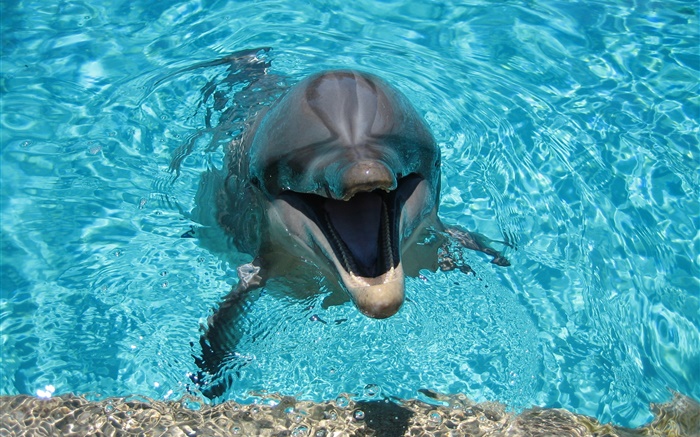 Delfín en el agua, feliz Fondos de pantalla, imagen