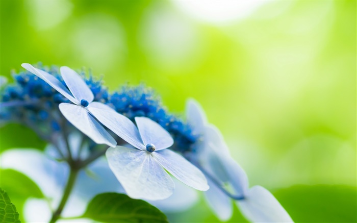 Cuatro pétalos, flores azules, bokeh Fondos de pantalla, imagen