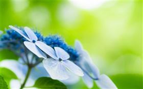Cuatro pétalos, flores azules, bokeh HD fondos de pantalla