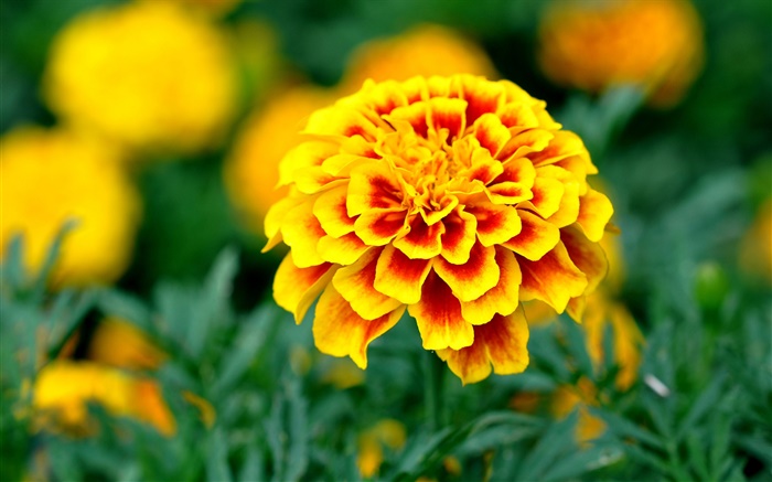 Jardín, pétalos de flores amarillas Fondos de pantalla, imagen