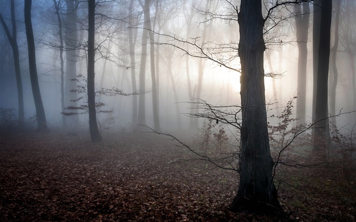 Hungría, bosque, niebla, oscuridad, otoño Fondos de pantalla, imagen