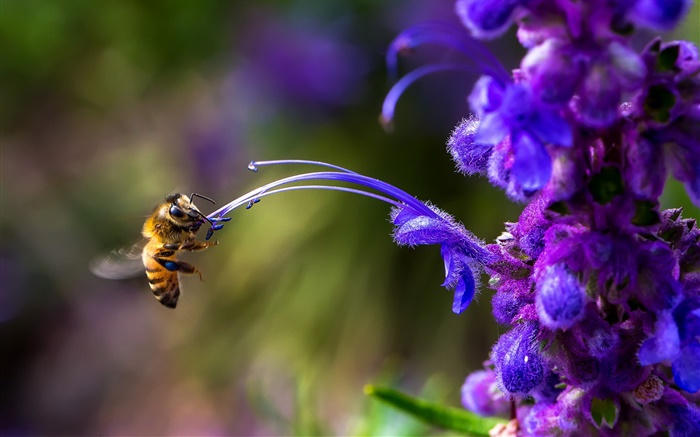Insecto, abeja, flor azul Fondos de pantalla, imagen