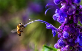 Insecto, abeja, flor azul HD fondos de pantalla