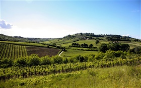 Italia, Toscana, campos, árboles, casas, colinas HD fondos de pantalla
