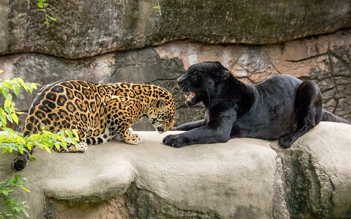Jaguar, negro, gatos salvajes, depredadores Fondos de pantalla, imagen